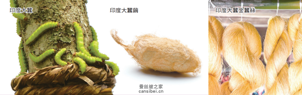 印度大蚕