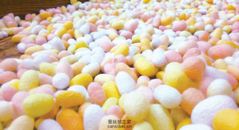 各种颜色的蚕茧
