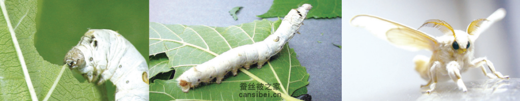 家蚕及羽化成蛾后的模样