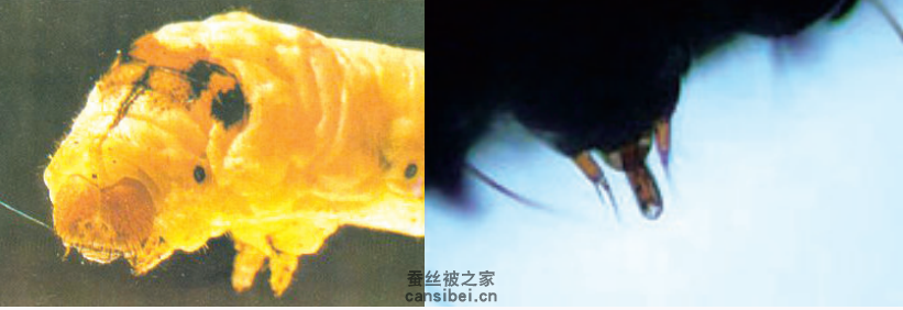 蚕宝宝下唇前端中央的吐丝孔