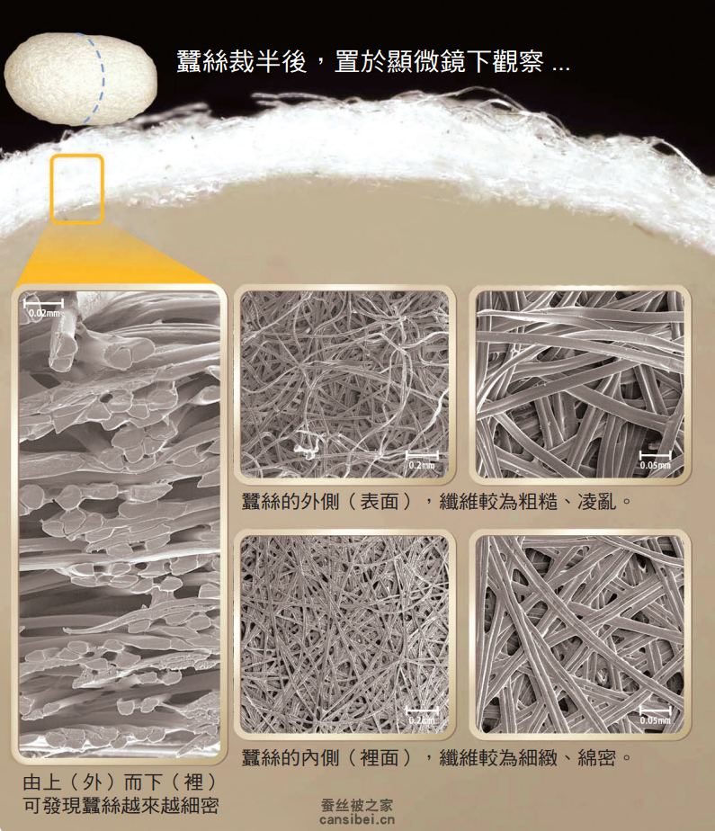 显微镜下观察到的蚕茧断面