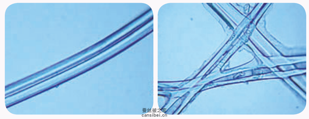 显微镜下的蚕丝