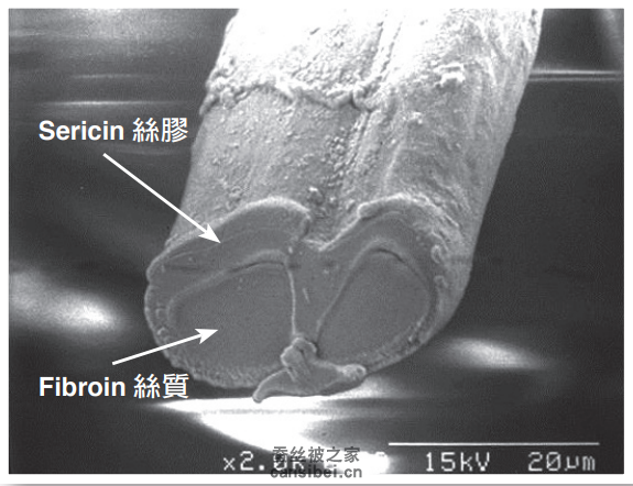 蚕丝的横截面