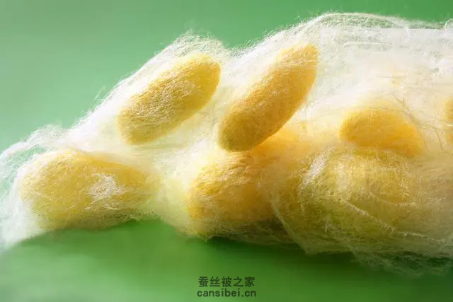 琥珀蚕茧