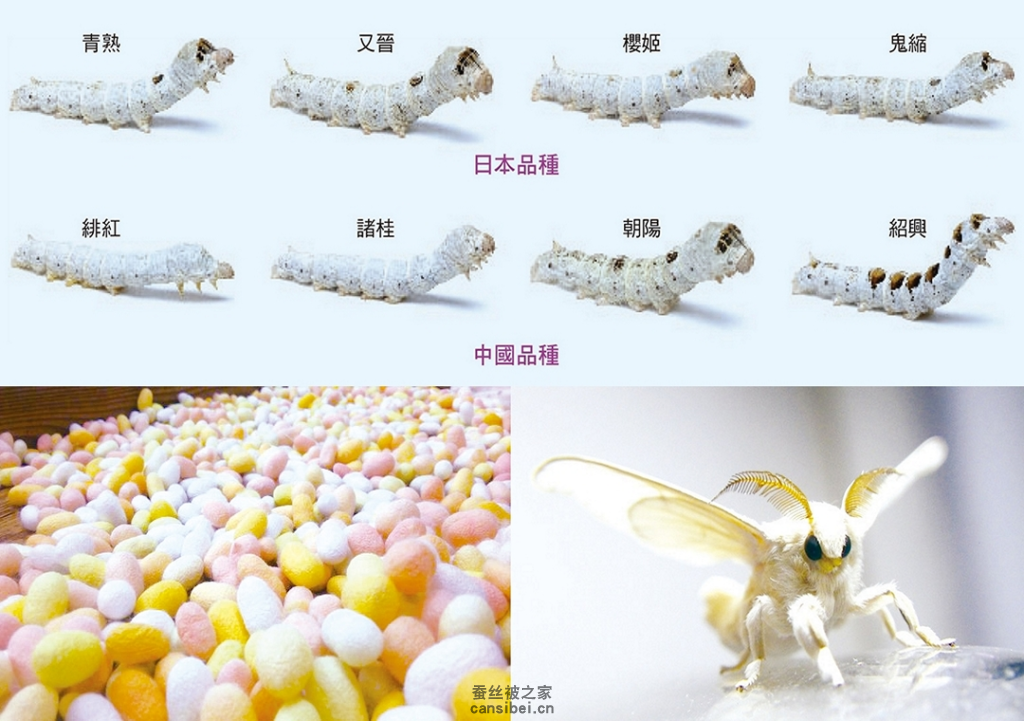 蚕宝宝有多少种