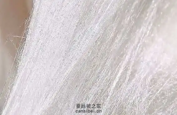 桑蚕丝